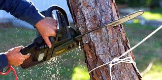 Best Pest Control for Lawns  in Weedsport, NY