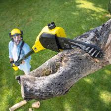 Best Storm Damage Tree Cleanup  in Weedsport, NY