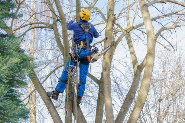 Mulching Services in Weedsport, NY