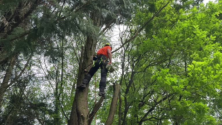 Best Hedge Trimming  in Weedsport, NY