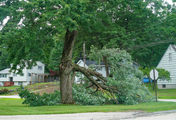How Our Tree Care Process Works  in  Weedsport, NY