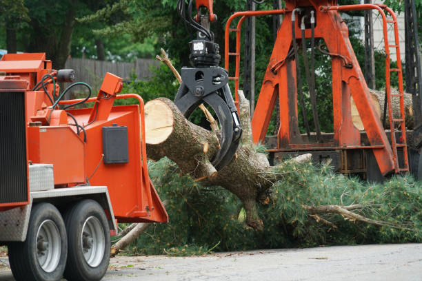 Seasonal Cleanup (Spring/Fall) in Weedsport, NY