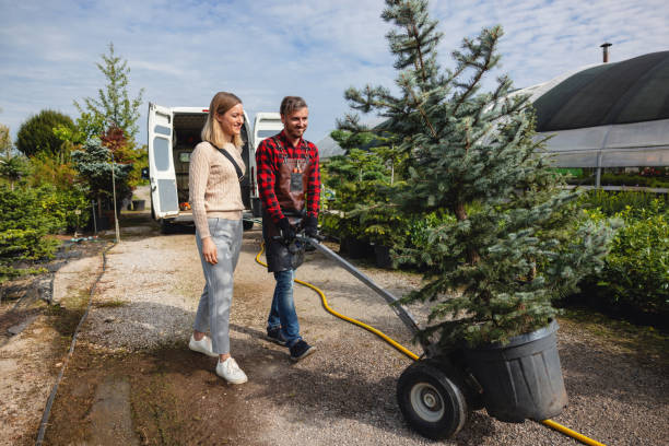 Best Tree Cabling and Bracing  in Weedsport, NY